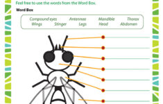 Icky Insects Worksheet 2nd Grade Life Science School Of Dragons