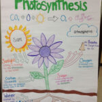 Photosynthesis Activities Photosynthesis Anchor Chart Photosynthesis