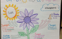 Photosynthesis Activities Photosynthesis Anchor Chart Photosynthesis
