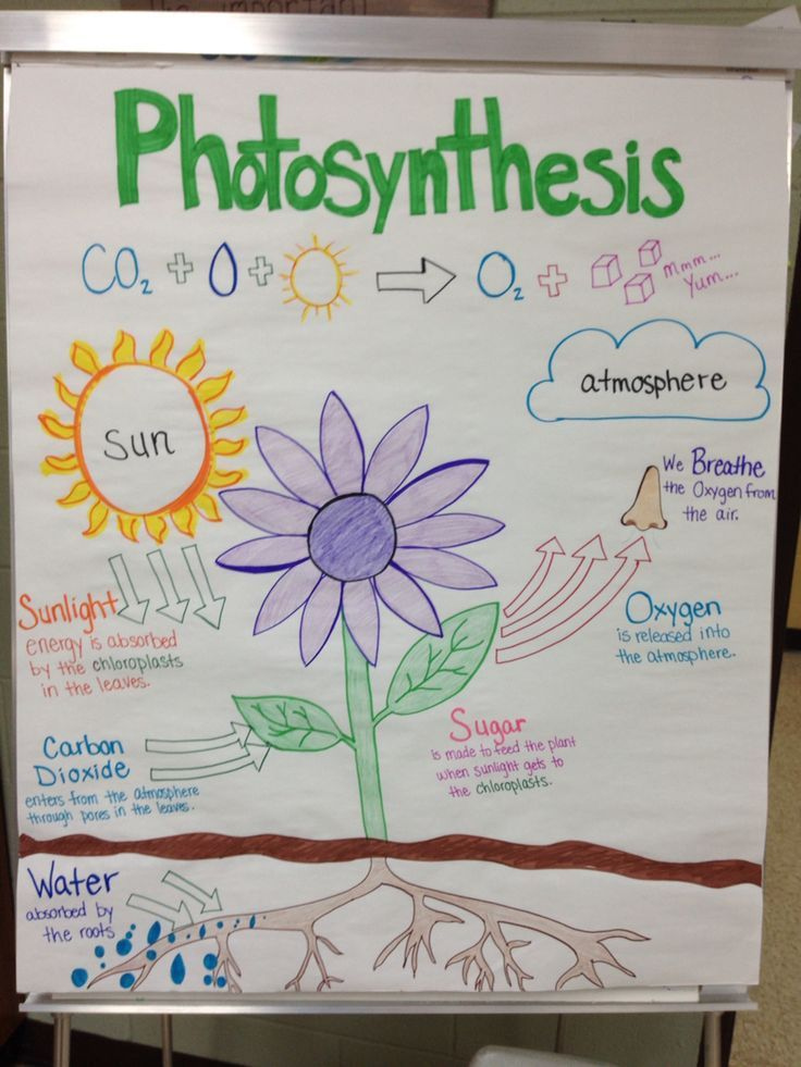 Photosynthesis Activities Photosynthesis Anchor Chart Photosynthesis 